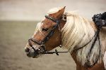 Photo albulle/datas/photos/00_saison_2014/03_avenches_poneys_18_avril_2014/01_ep1_p60/IMG_2628.JPG